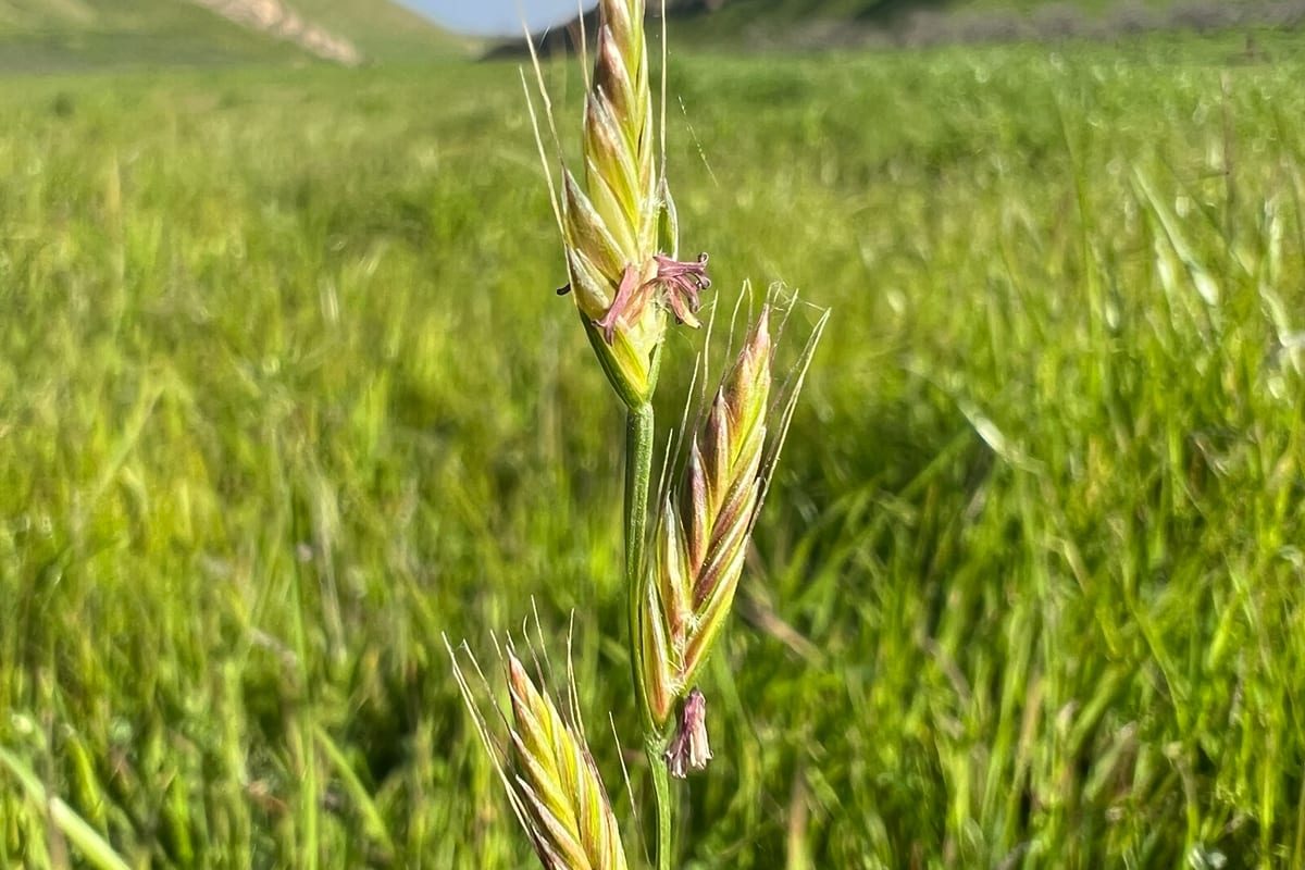 Perennial Ryegrass (Lolium perenne) growing as a California lawn, close-up of blade texture and growth habit