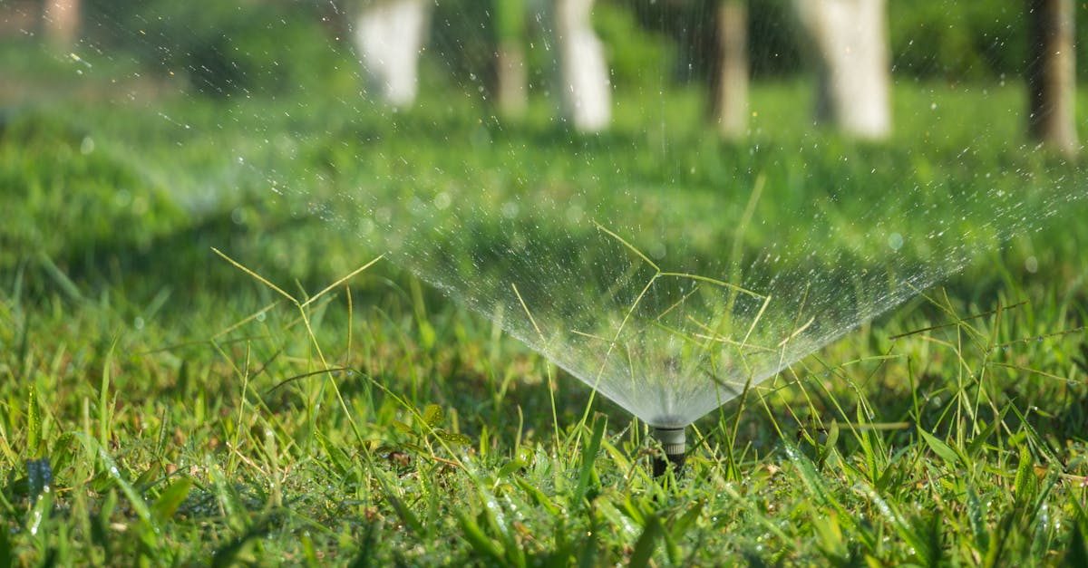 Photo by Q. Hưng Phạm on Pexels Seasonal Timing: When to Attack Crabgrass in Different Regions photo