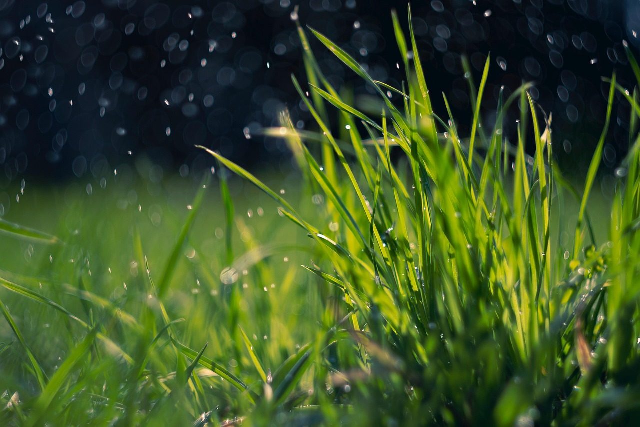 Is Yard Mastery's Bio-Stimulant Program Worth It? An Honest Review