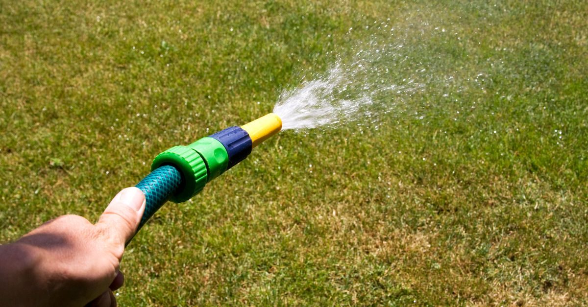 Types of Grass in Maryland: The 6 Common Lawn Grasses