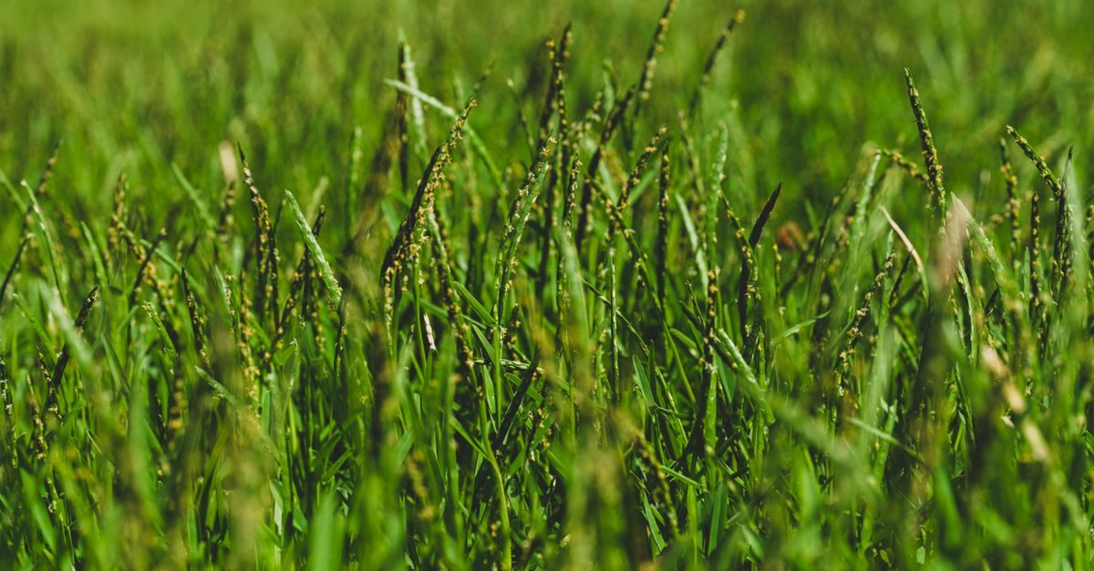 Photo by Engin Akyurt on Pexels Bahiagrass lawn