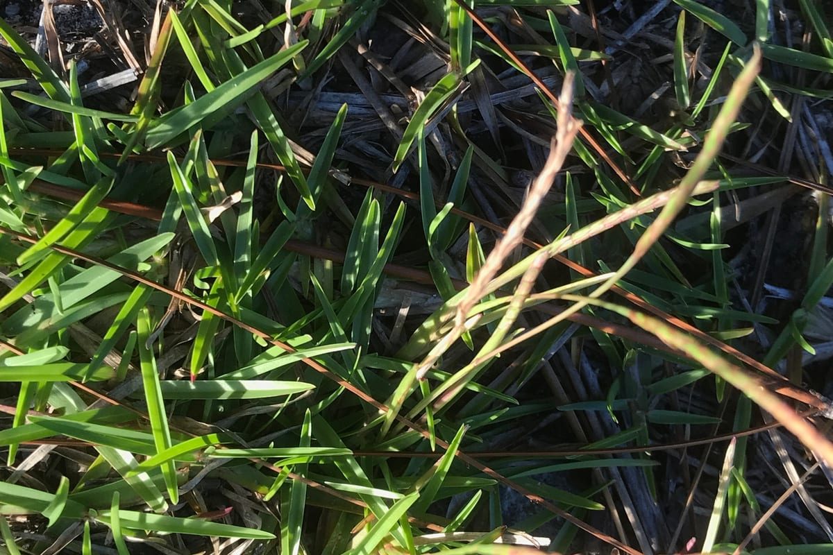 Centipedegrass (Eremochloa ophiuroides) growing as a North Carolina lawn, close-up of blade texture and growth habit