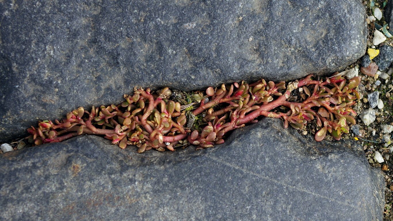 Common purslane with thick fleshy leaves and red stems growing low to the ground