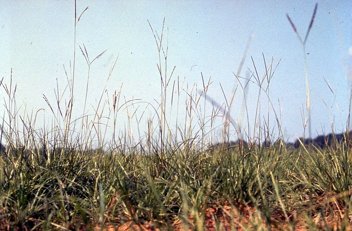 Bahiagrass with V-shaped seed head