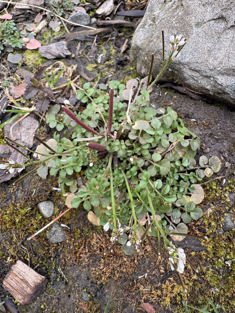Photo by sam-rajnikant on iNaturalist (CC BY 4.0) Hairy Bittercress in a Lawn: How to Identify It Before It Sets Seed
