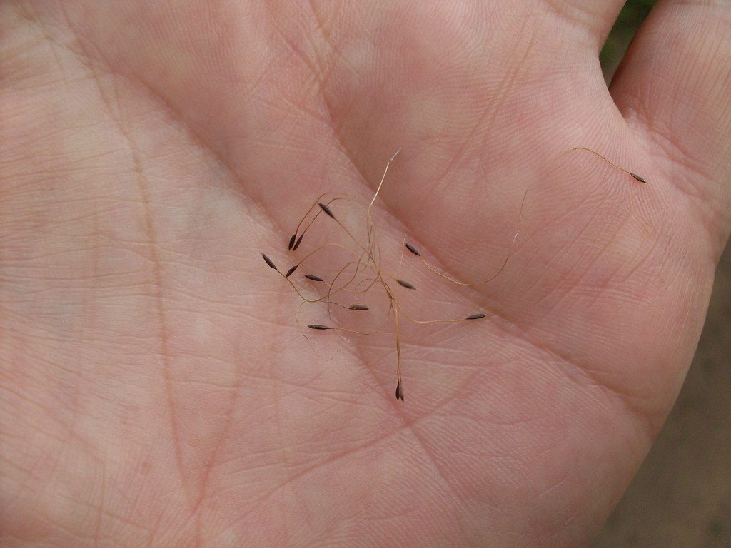 Growing Grass from Seed How Long: Complete Care Guide