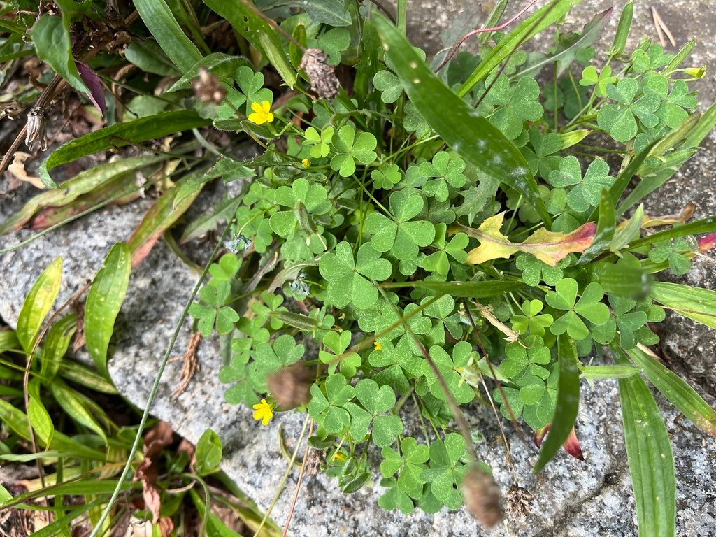 Yellow Woodsorrel in a Lawn: How to Identify It Before It Spreads