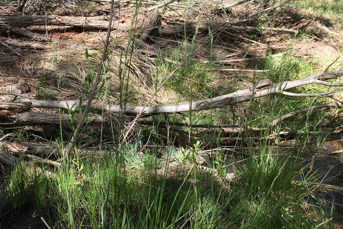 Tall Fescue (Festuca arundinacea) growing as a Missouri lawn, close-up of blade texture and growth habit