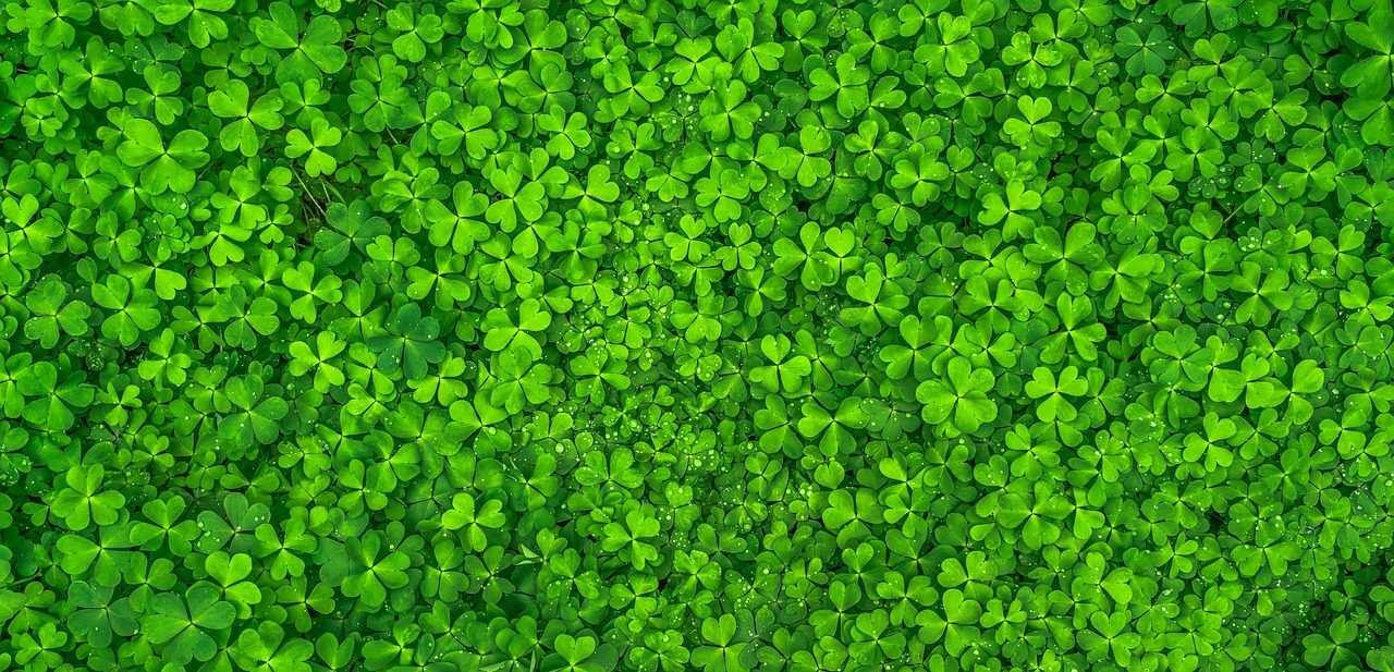 Can I Just Sprinkle Clover Seeds on My Lawn