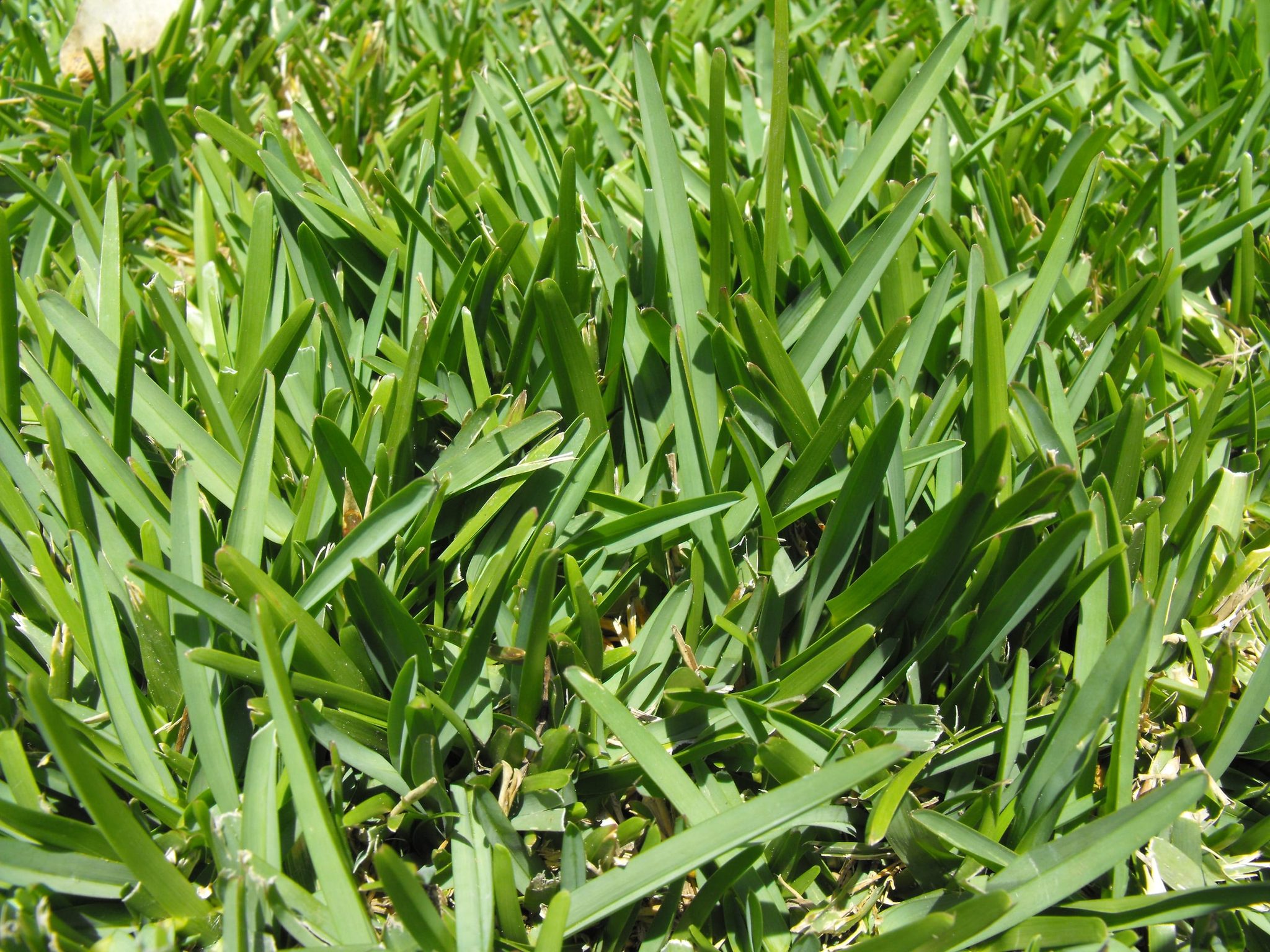 St. Augustinegrass lawn