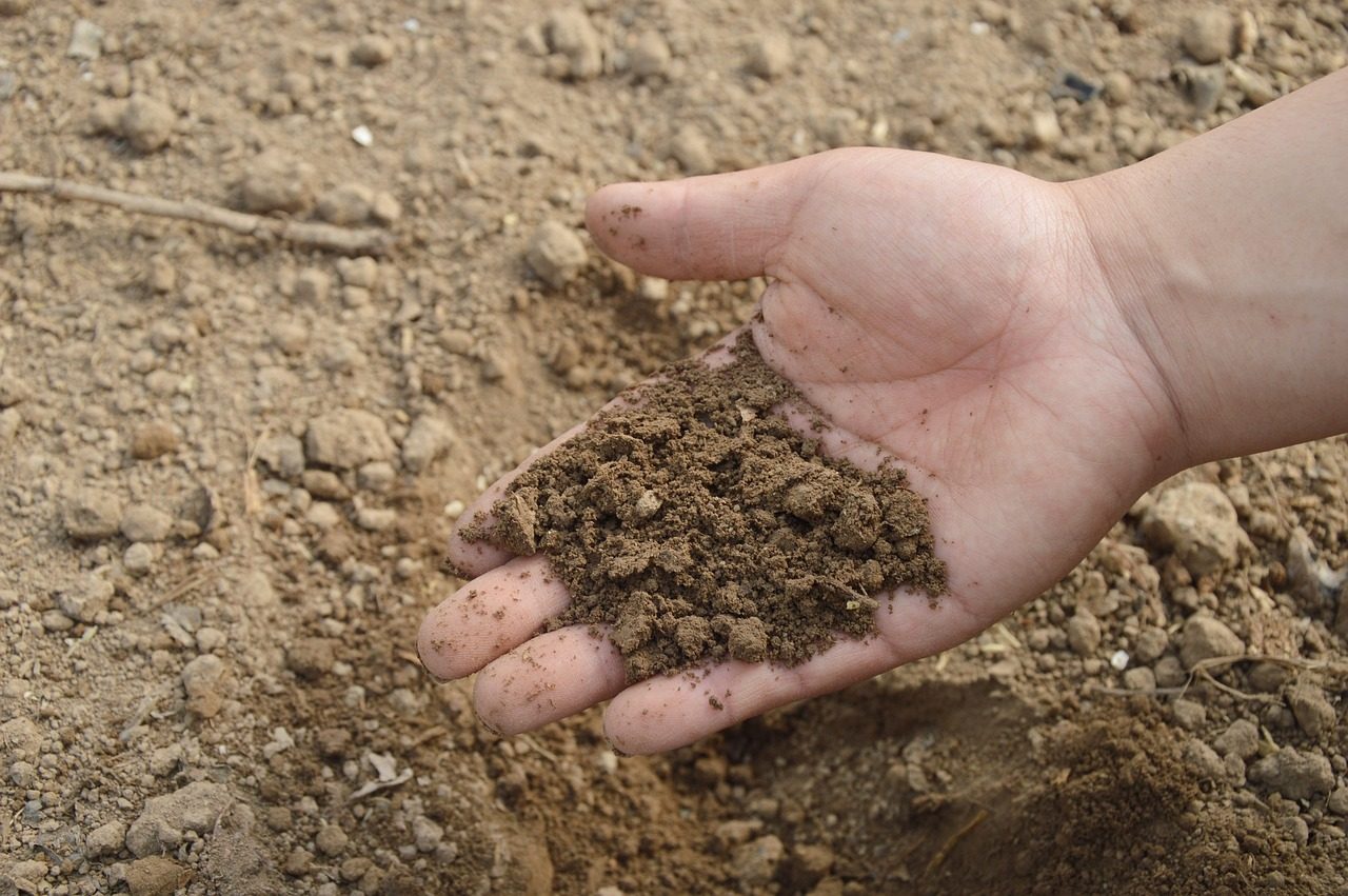 Hand holding a scoop of crumbly brown soil above a bare tilled bed