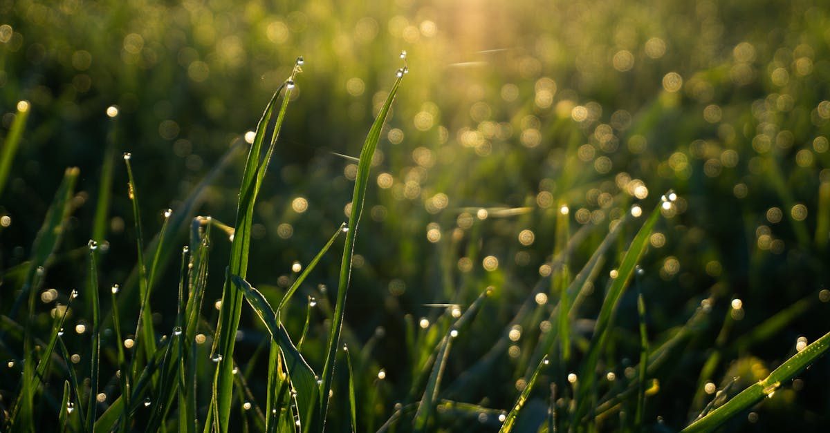 When to Use a High-Potassium Summer Fertilizer (and When to Skip It)