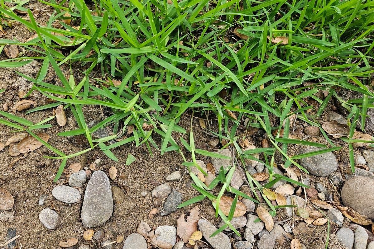 St. Augustinegrass (Stenotaphrum secundatum) growing as a Alabama lawn, close-up of blade texture and growth habit
