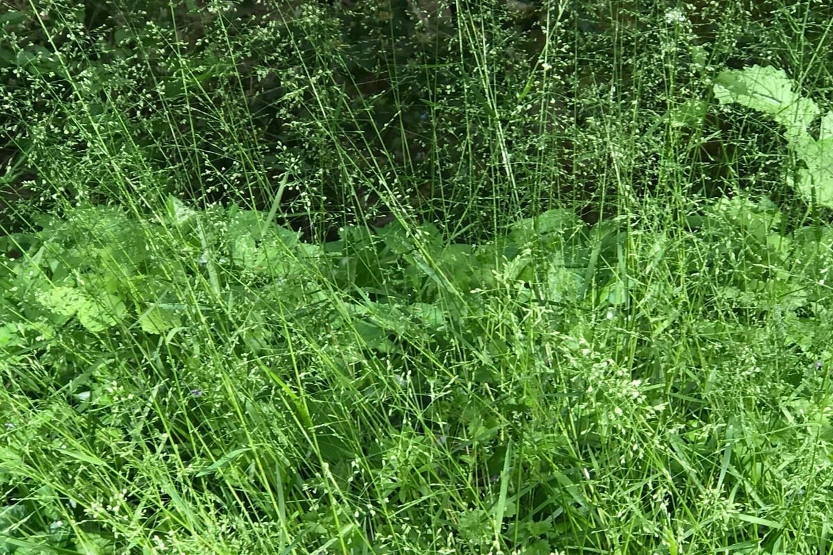 Kentucky Bluegrass (Poa pratensis) growing as a Kentucky lawn, close-up of blade texture and growth habit