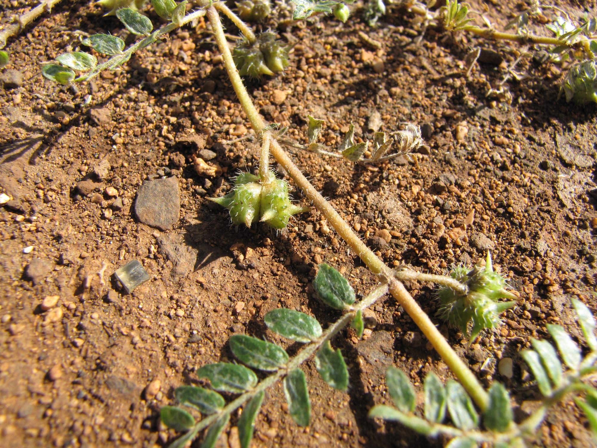 Photo by Forest and Kim Starr on Wikimedia Commons (CC BY 3.0 US) How to Get Rid of Stickers in Your Yard (Burweed, Sandburs and Goatheads)