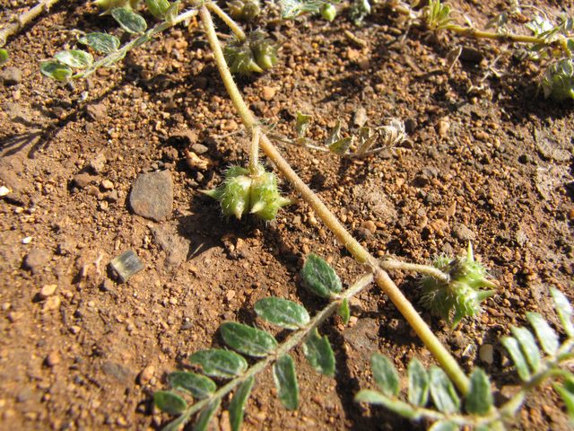 How to Get Rid of Stickers in Your Yard: Burweed & Sandbur