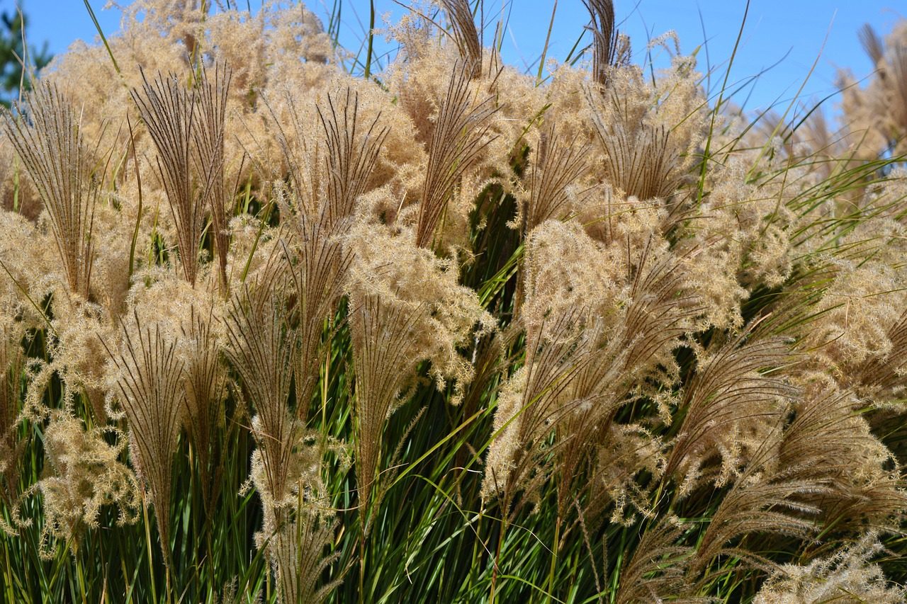 Photo by sspiehs3 on Pixabay Matching Fertilizer to Georgia Conditions