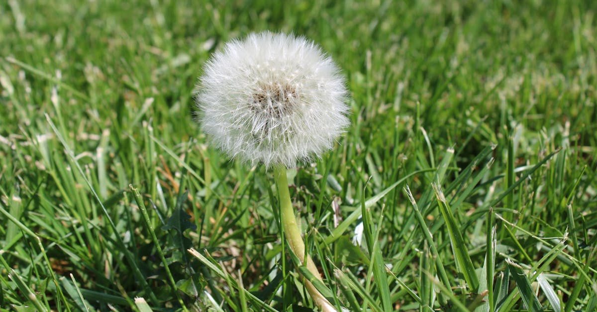 Summer Weed Control: Best Products and Timing for Crabgrass and Nutsedge (2026)