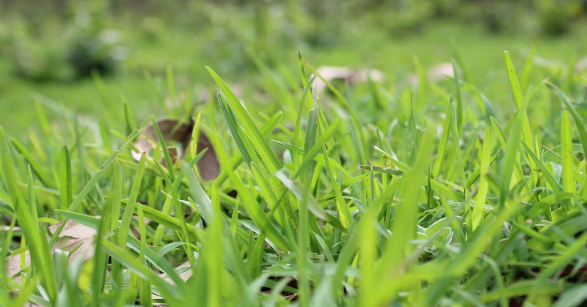 Best Fertilizer Products for St. Augustine Grass in South Carolina (2026)