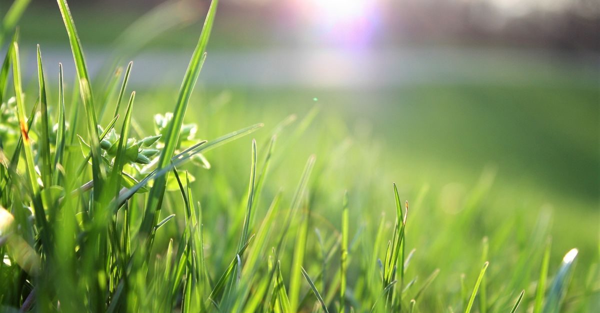 Best Fertilizer for Kentucky Bluegrass in Pennsylvania (2026)