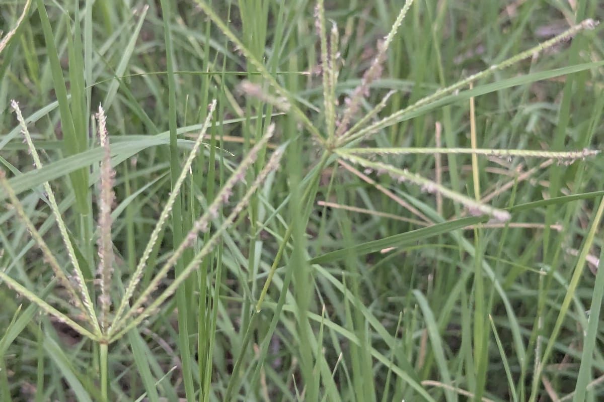 Bermudagrass (Cynodon dactylon) growing as a Arizona lawn, close-up of blade texture and growth habit