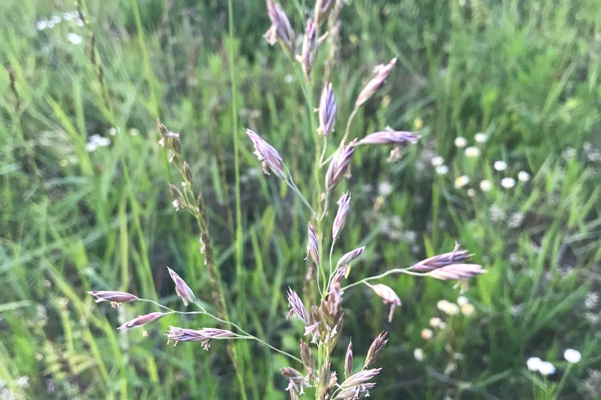 Tall Fescue (Festuca arundinacea) growing as a Arizona lawn, close-up of blade texture and growth habit