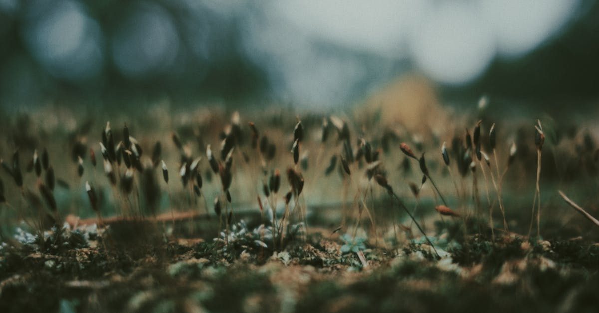 How to Overseed a Lawn in Fall: Timing, Seed Rates and 9 Steps