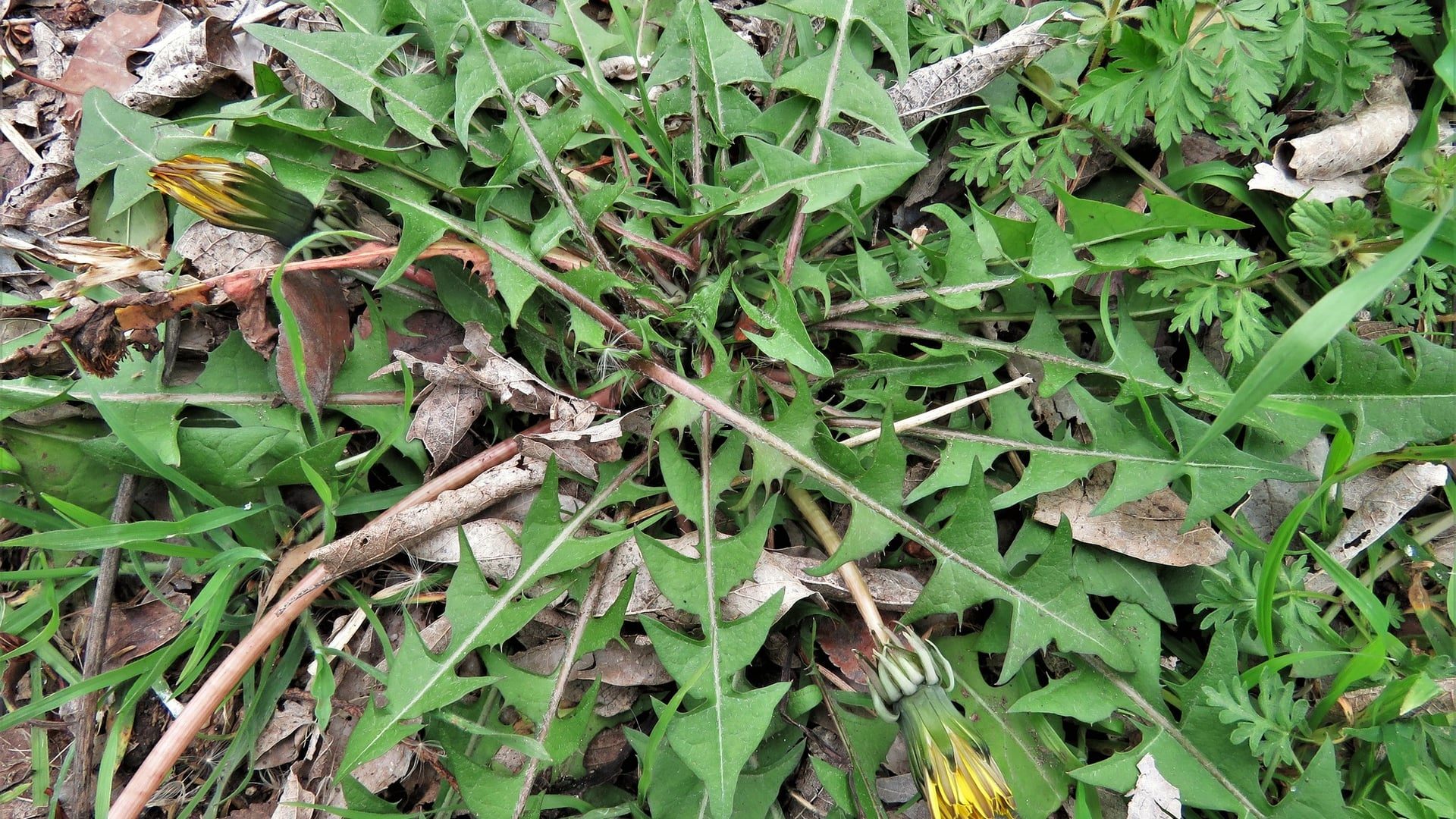 How to Use Ortho WeedClear Lawn Weed Killer: Mix Ratio, Timing + What It Kills