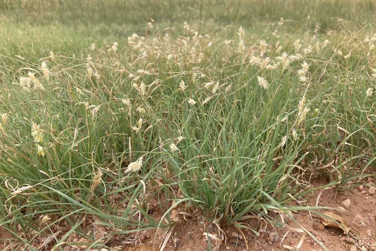 Buffalograss (Bouteloua dactyloides) growing as a New Mexico lawn, close-up of blade texture and growth habit