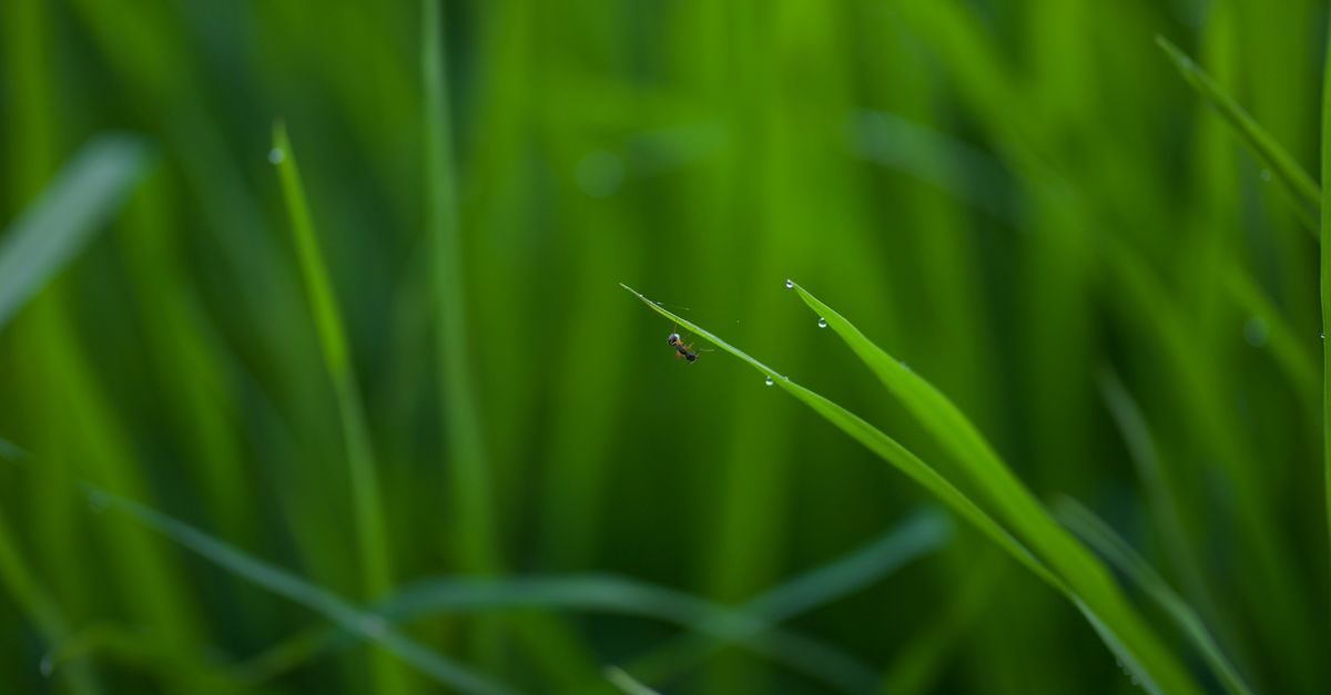7 Types of Grass in New Mexico and How to Tell Them Apart