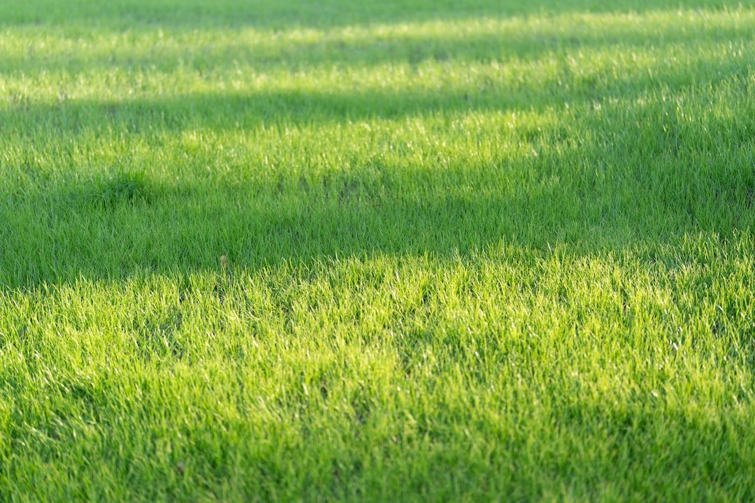 How to Aerate Your Lawn the Right Way
