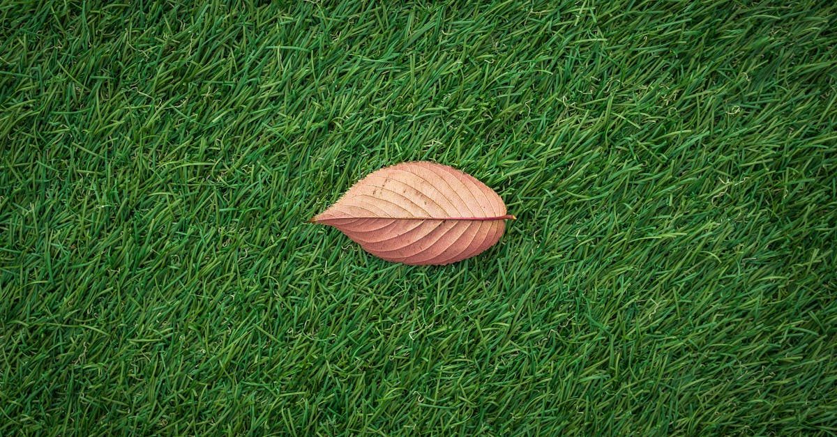 Testing soil pH in lawn grass