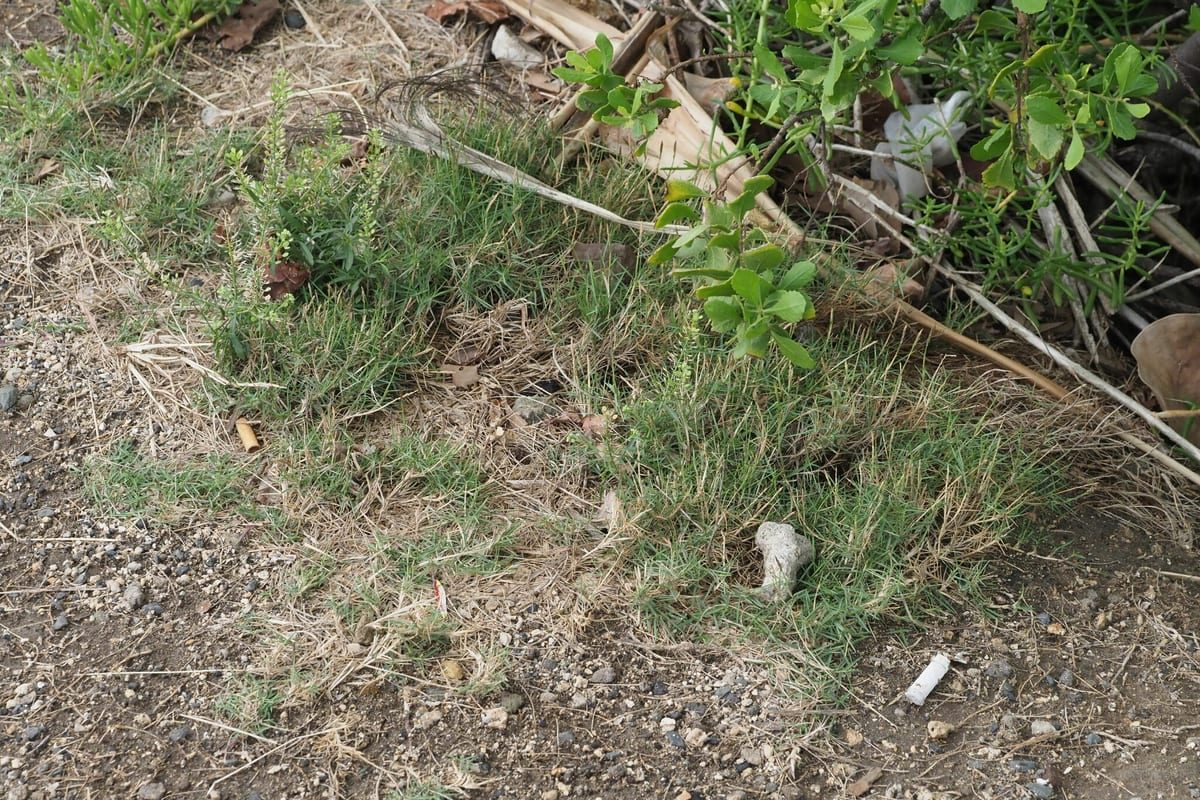 Zoysiagrass (Zoysia japonica) growing as a New Jersey lawn, close-up of blade texture and growth habit