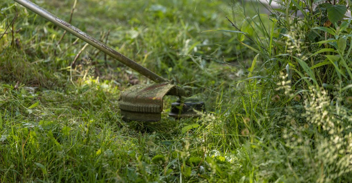 Tall Fescue Diseases: Identification and Treatment