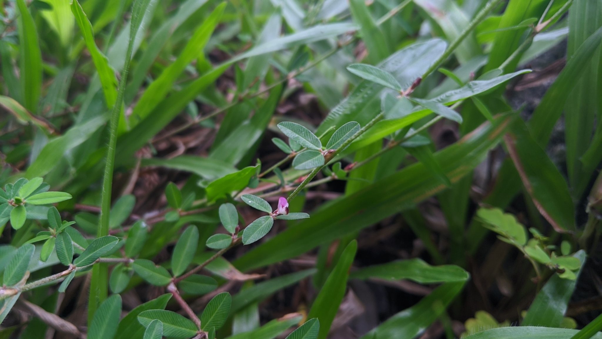 Photo by Cheng-Te Hsu on iNaturalist (CC BY 4.0) Common lespedeza with oval leaflets and a pink-purple flower among grass blades