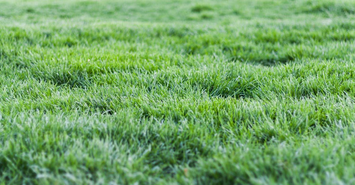 How Much Is a Lawn Service? Real Prices and Whether It Is Worth It