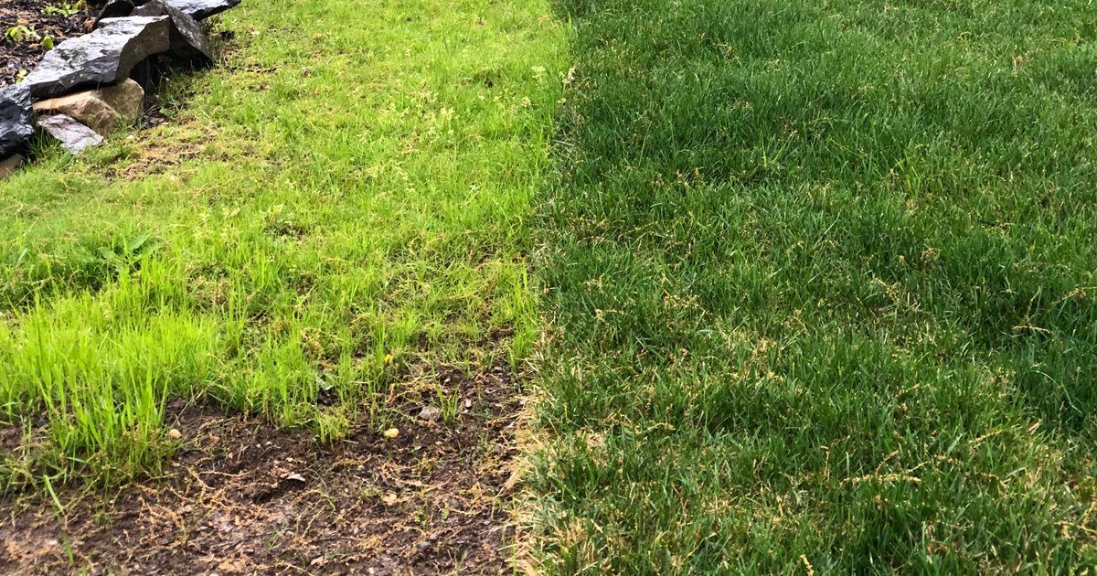 Newly seeded lawn with sparse shoots at left beside a dense sodded lawn at right