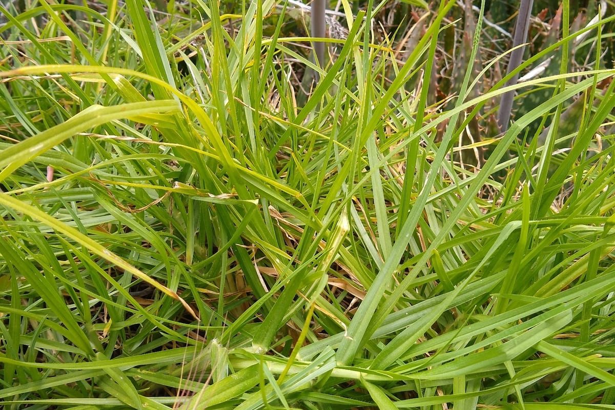 Kikuyugrass (Cenchrus clandestinus) growing as a California lawn, close-up of blade texture and growth habit
