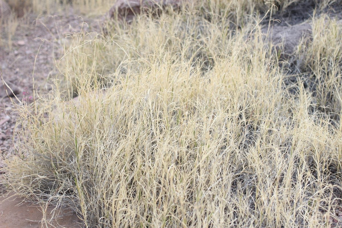 Bermudagrass (Cynodon dactylon) growing as a Utah lawn, close-up of blade texture and growth habit