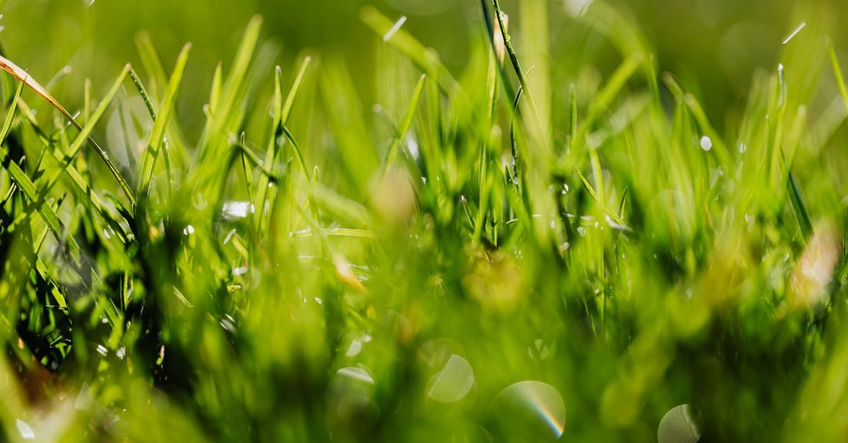 How to Get Rid of Spotted Spurge (Before It Seeds Your Whole Lawn)