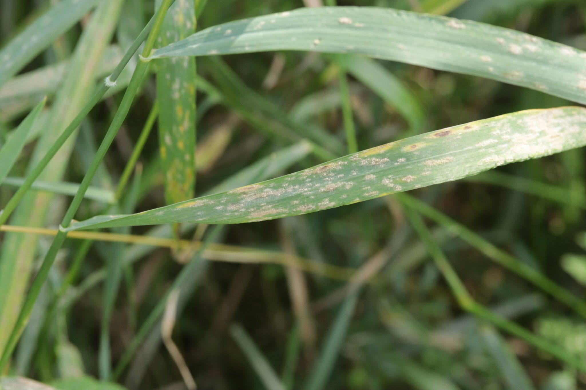 Photo by Björn Sothmann on iNaturalist (CC BY-SA 4.0) White powdery patches on a couch grass leaf in an iNaturalist observation