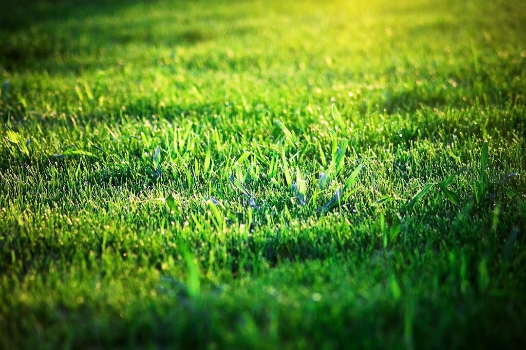 How to Get Thick Grass