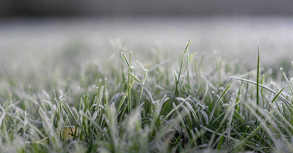 How to Protect Grass in Winter: Winterization and Damage Prevention