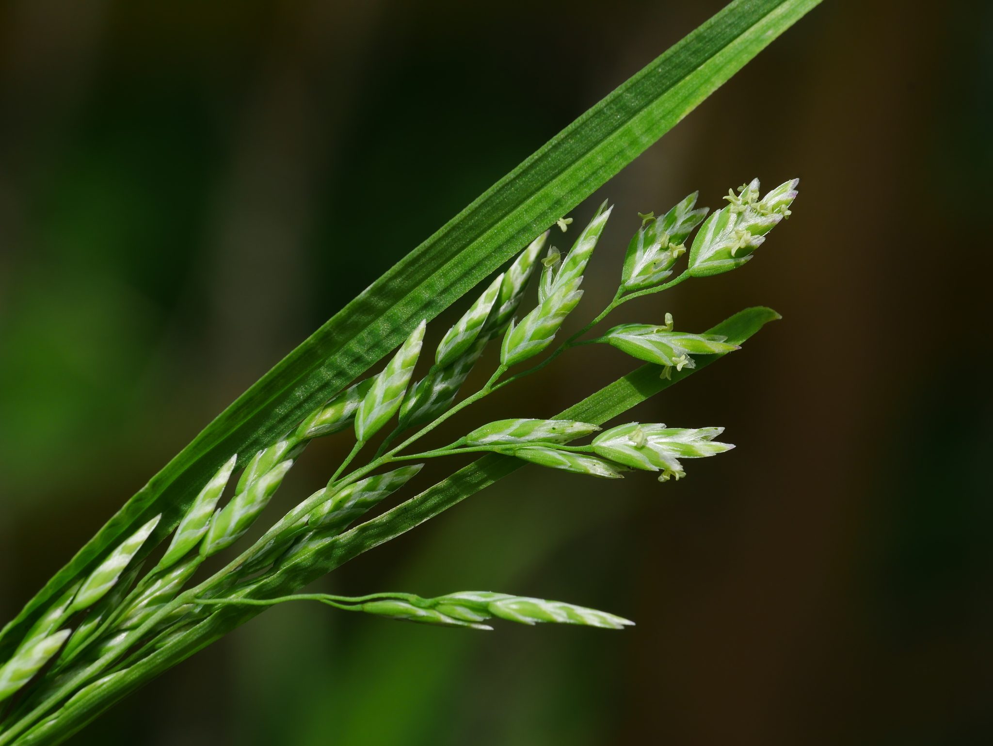 Photo by Jacy Chen on iNaturalist (CC BY 4.0) Close-up of a Kentucky bluegrass flowering seed head in an iNaturalist observation
