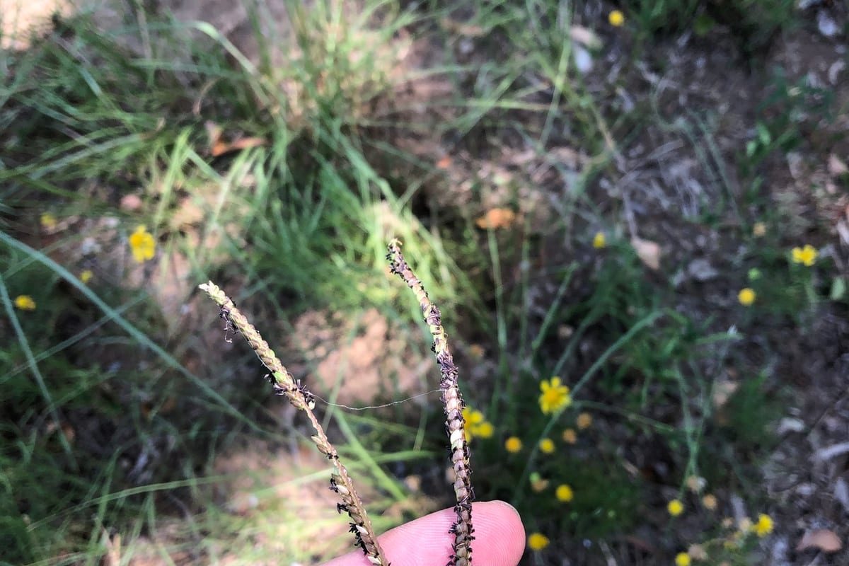 Bahiagrass (Paspalum notatum) growing as a Texas lawn, close-up of blade texture and growth habit