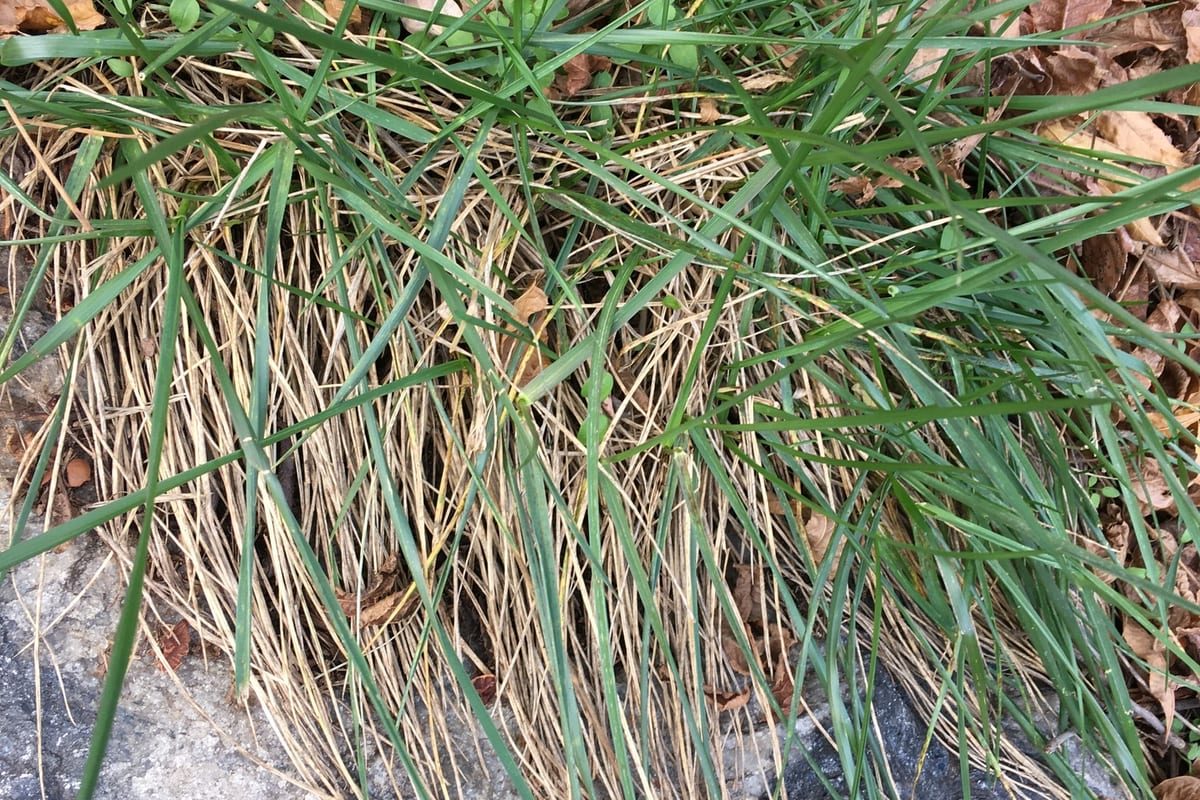Tall Fescue (Festuca arundinacea) growing as a New York lawn, close-up of blade texture and growth habit