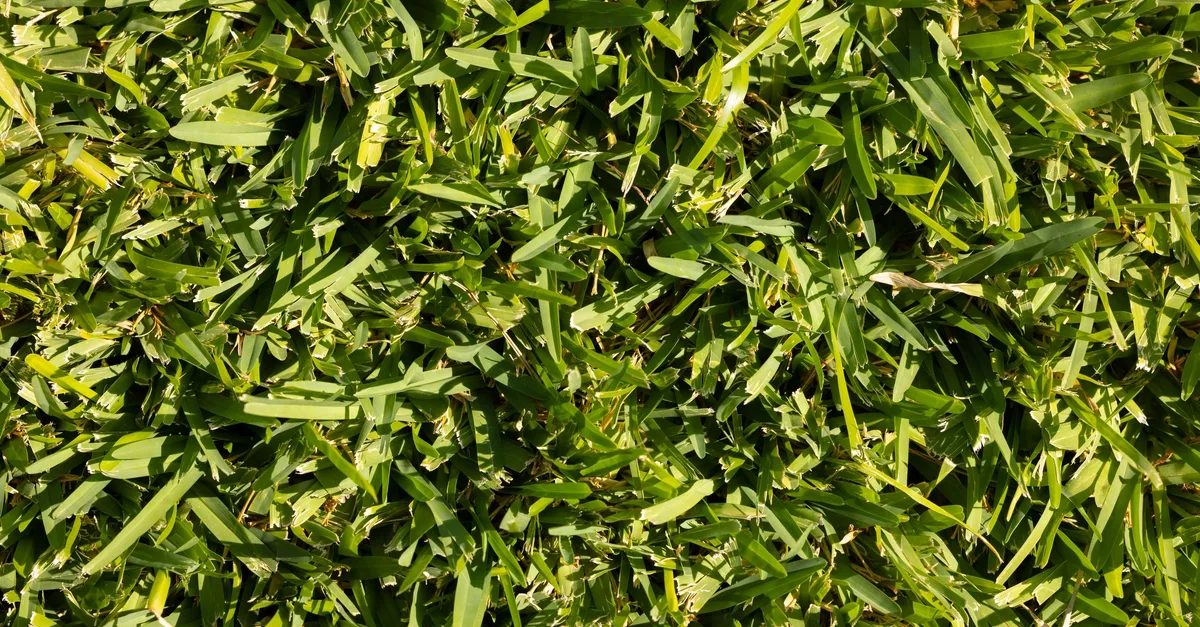 Photo by Engin Akyurt on Pexels Close-up of broad, blunt-tipped St. Augustine grass blades
