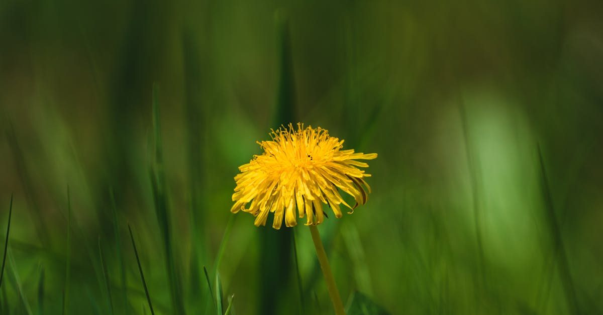 Photo by Jonas Thomann on Pexels How to Read Herbicide Labels and Apply Correctly photo