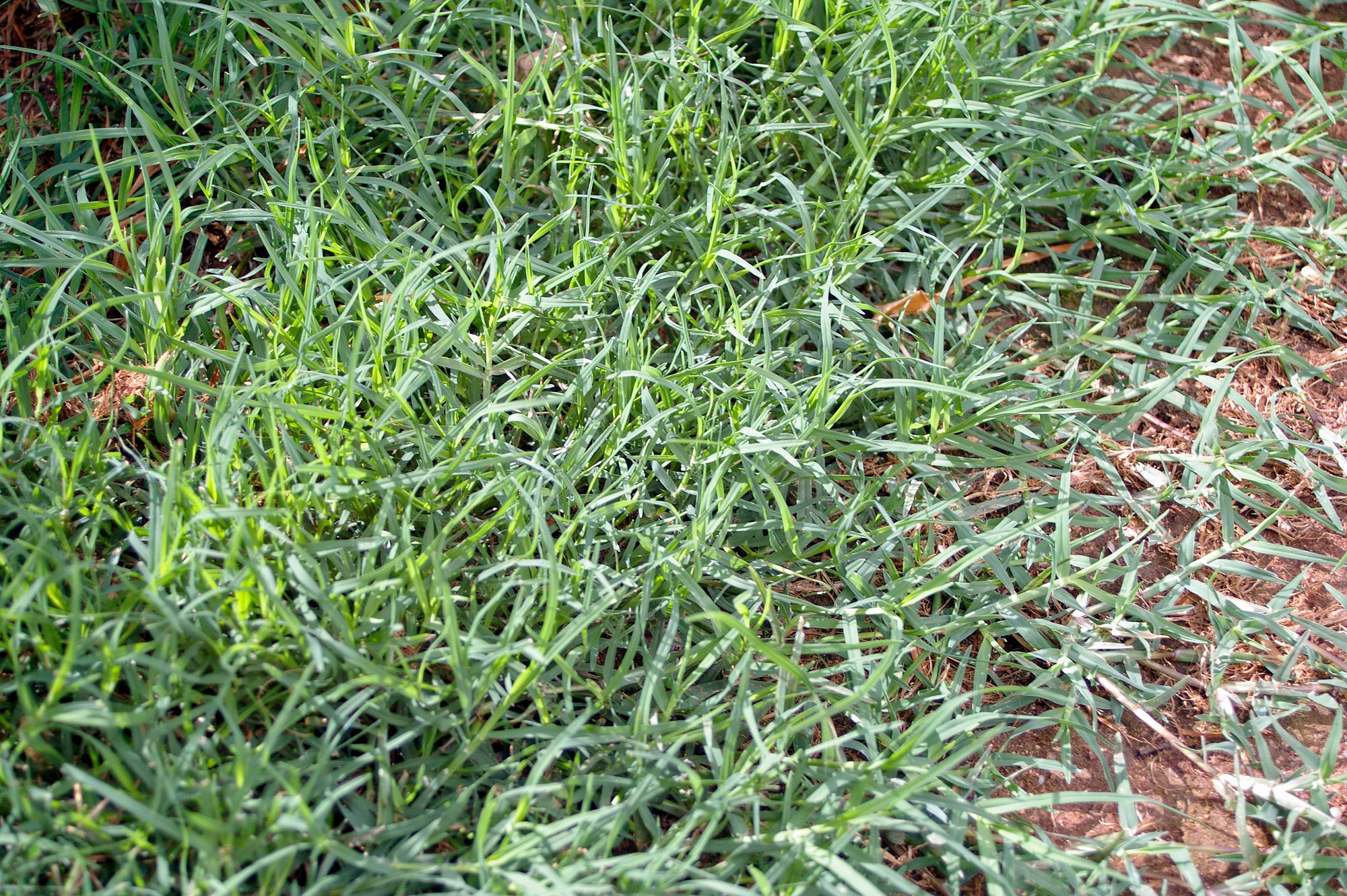 Close-up of warm-season bermudagrass turf