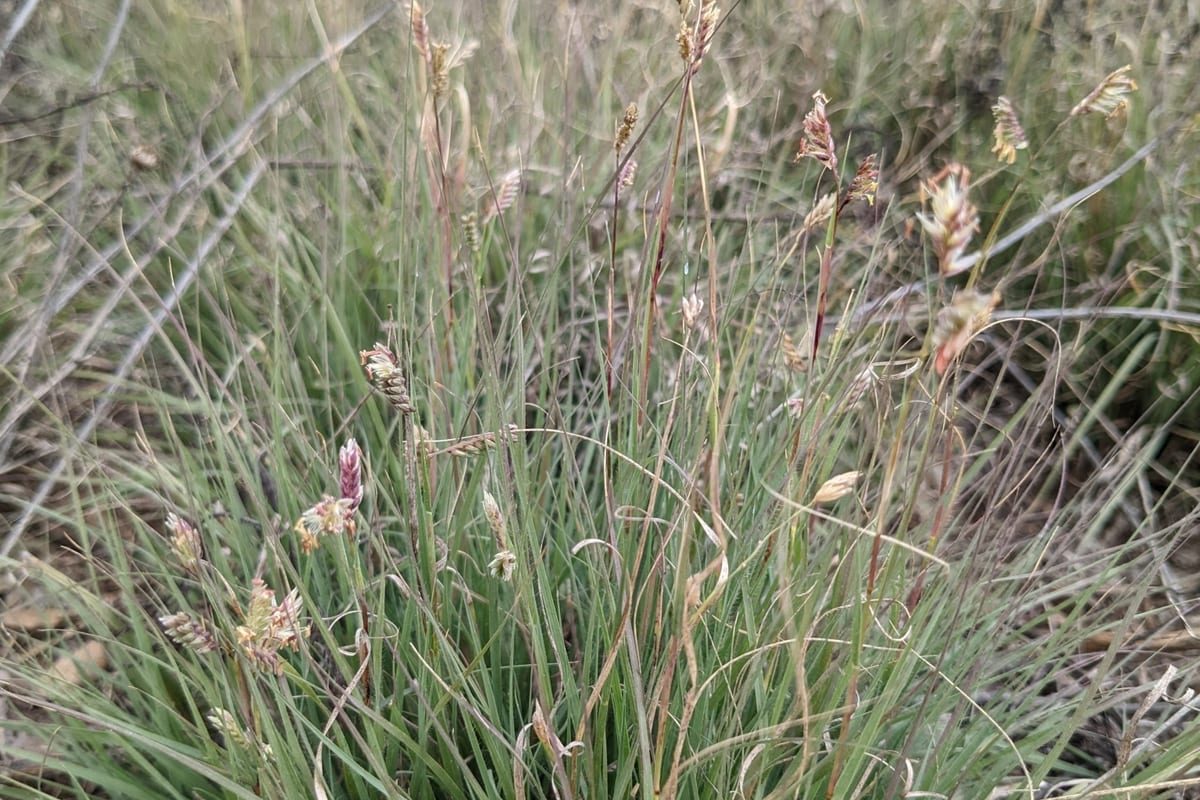 Buffalograss (Bouteloua dactyloides) growing as a Utah lawn, close-up of blade texture and growth habit